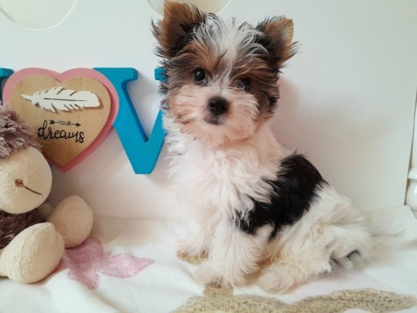 Biewer Yorkshire terrier