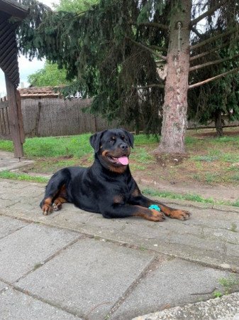 Rottweiler