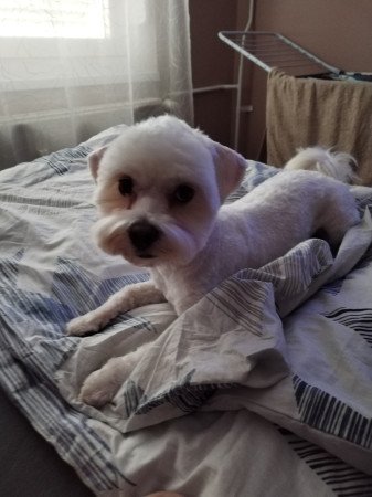 1 èves Bichon Havannese