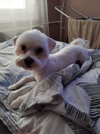 1 èves Bichon Havannese