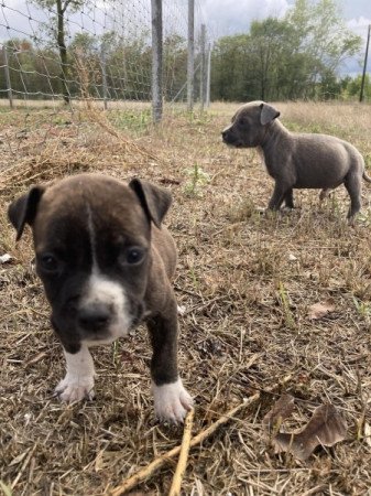 American Staffordshire Terrier