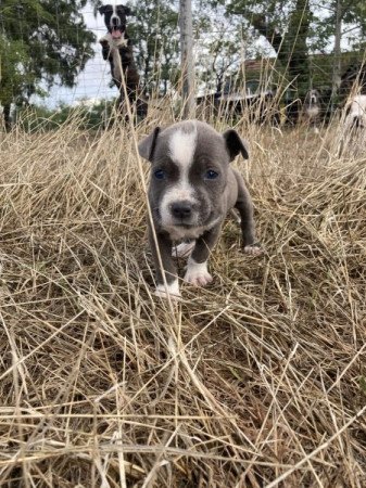 American Staffordshire Terrier