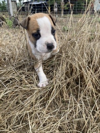 American Staffordshire Terrier