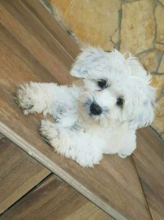 Bichon havanese