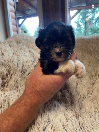 Bichon havanese