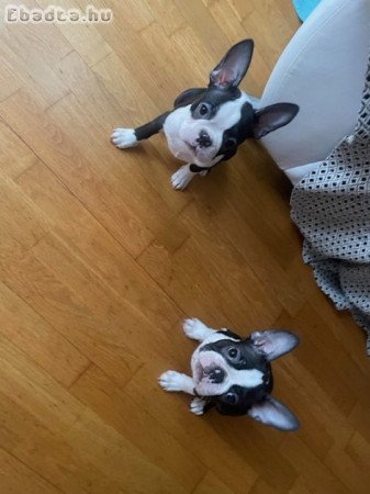 Boston Terrier