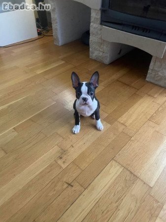 Boston Terrier