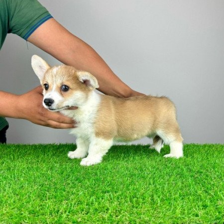 Pembroke Welsh Corgi