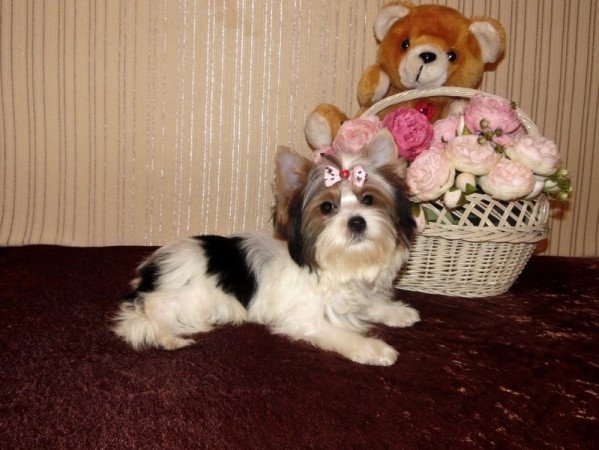 Biewer Yorkshire Terrier Yorki