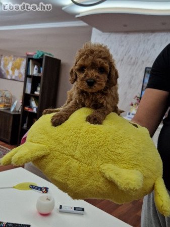 TOY POODLES