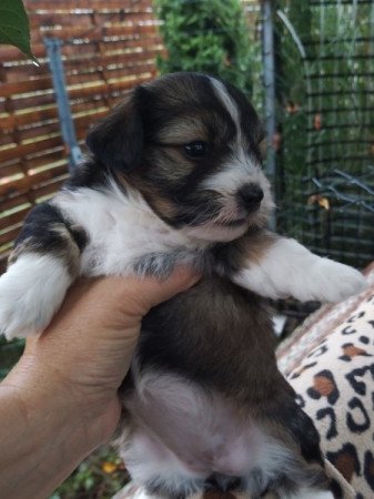 Bichon havanese