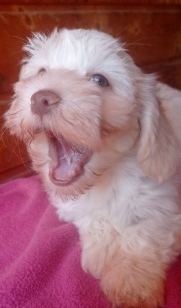 Bichon havanese