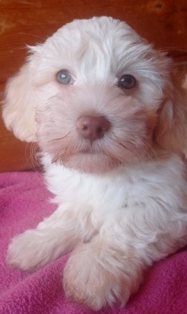 Bichon havanese