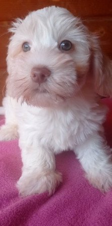 Bichon havanese