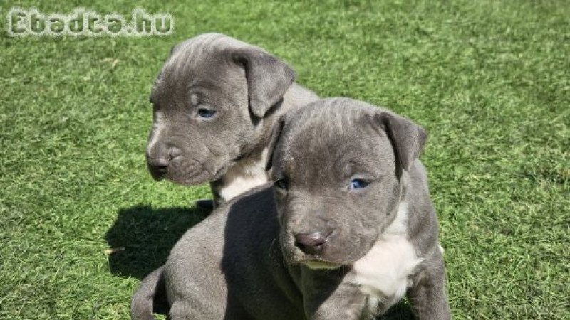 Amerikai Staffordshire Terrier kiskutyák (Amstaff)