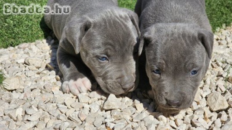 Amerikai Staffordshire Terrier kiskutyák (Amstaff)