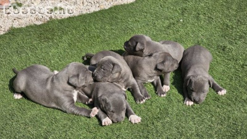 Amerikai Staffordshire Terrier kiskutyák (Amstaff)