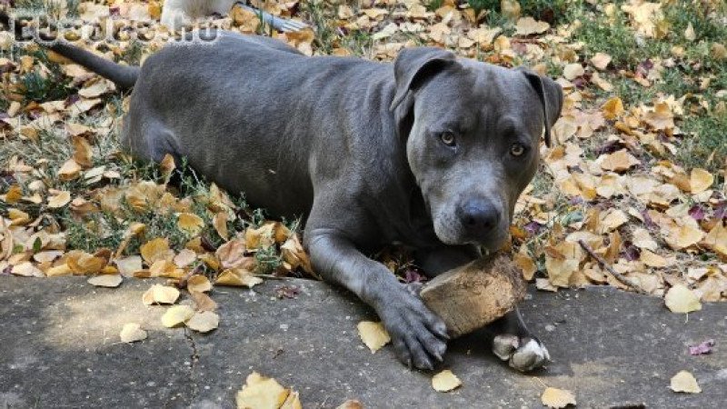 Amerikai Staffordshire Terrier kiskutyák (Amstaff)