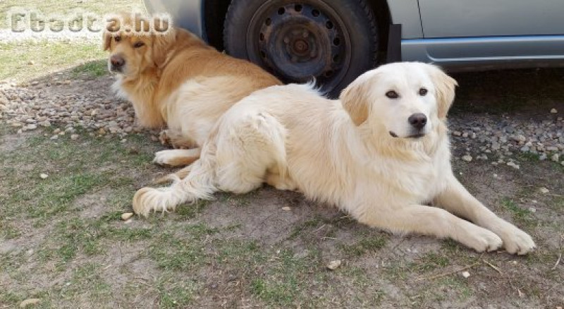 Golden retriever kiskutyák foglalhatók