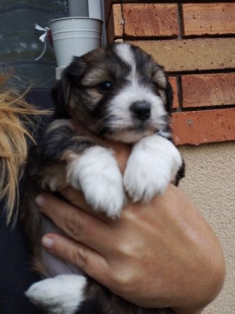 Bichon havanese