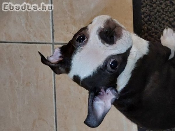 Boston terrier