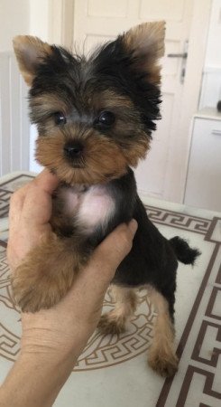 Yorkshire terrier