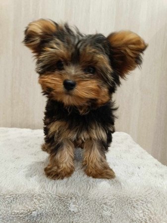 Yorkshire terrier