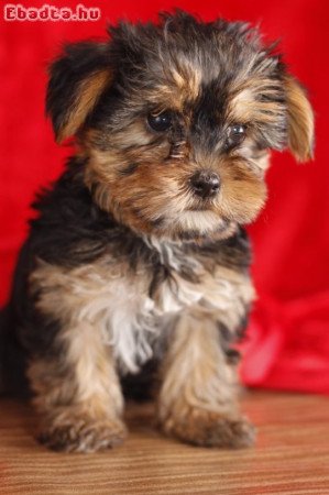 Yorkshire terrier kiskutya