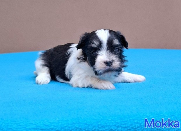 Bichon havanese