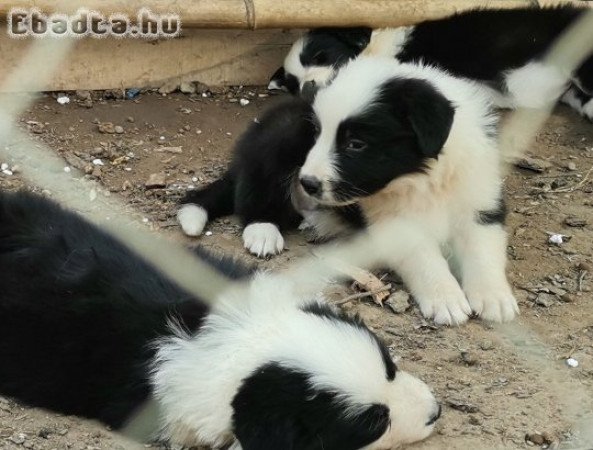 Border collie eladó