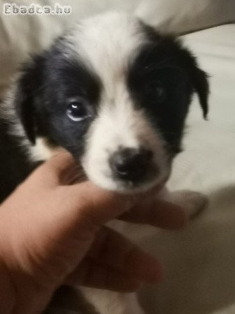 Border collie eladó