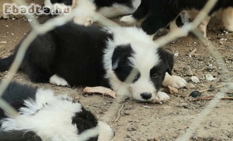 Border collie eladó