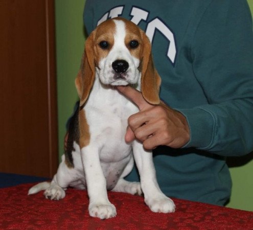 beagle