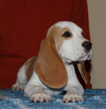 beagle