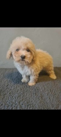 Mini maltipoo