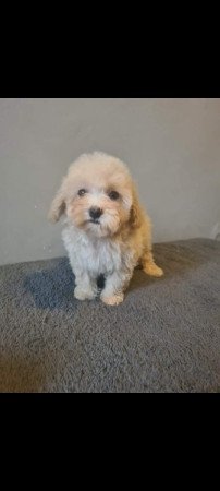 Mini maltipoo