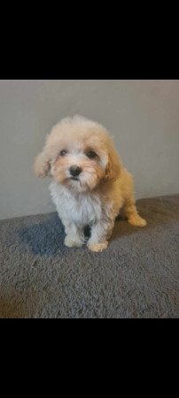 Mini maltipoo