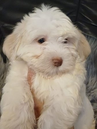 bichon havanese