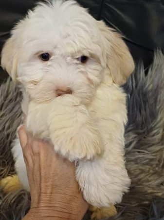 bichon havanese