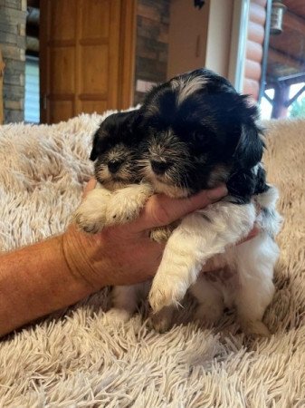 Bichon havanese