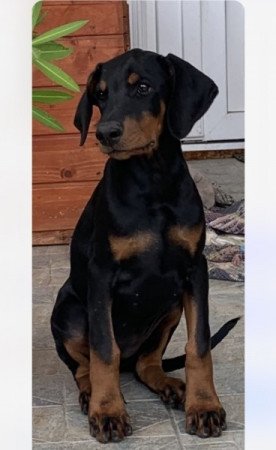 Dobermann