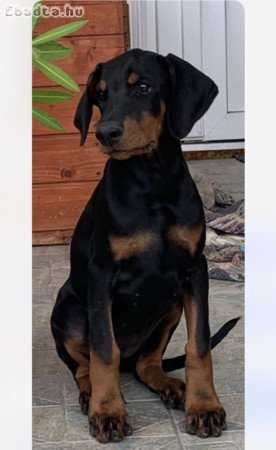 Fajtiszta 10 hetes Dobermann lány kutyus ELADÓ!