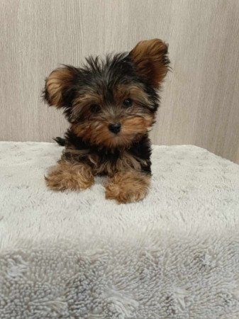 Yorkshire terrier