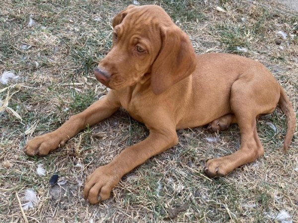 Vizsla