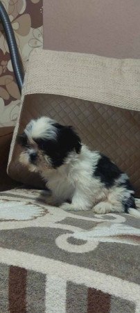 Shih -tzu