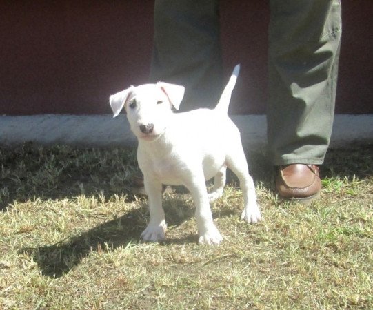 bullterrier