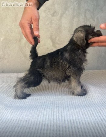 Miniature Schnauzer