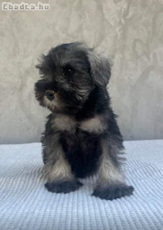 Miniature Schnauzer