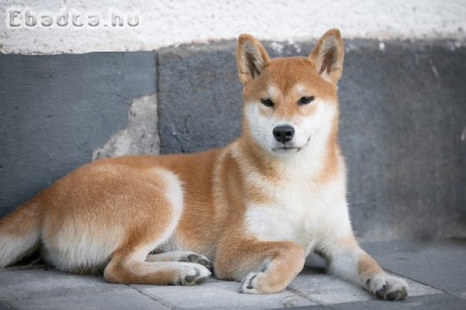 Shiba inu 6 hónapos kan, szerető családot keres