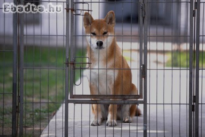 Shiba inu 6 hónapos kan, szerető családot keres